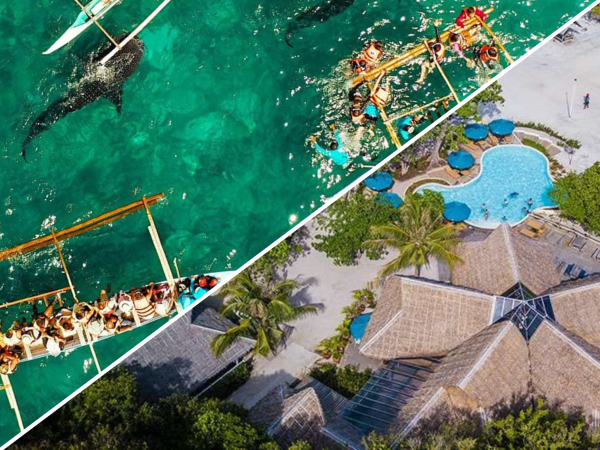 Whale Shark Watching + Bluewater Sumilon Island Day Tour pick-up and drop off Alcoy