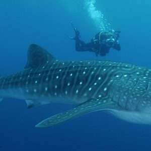 Scuba Diving with whale sharks with own transportation