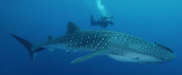 Scuba Diving with whale sharks with own transportation