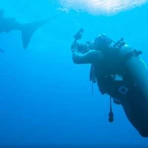 Scuba diving with Whale Sharks pick-up and drop off Cebu City