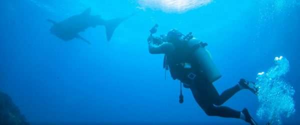 Scuba diving with whale sharks pick-up and drop off Oslob