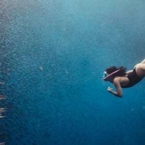 sardine run cebu tours