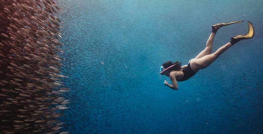 sardine run cebu tours
