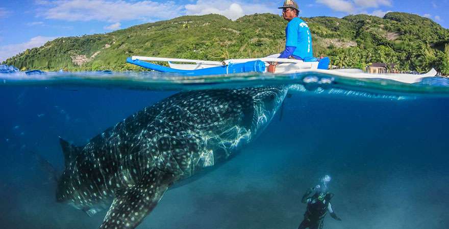 Scuba Diving with Whale Sharks in Oslob | Island Trek Tours