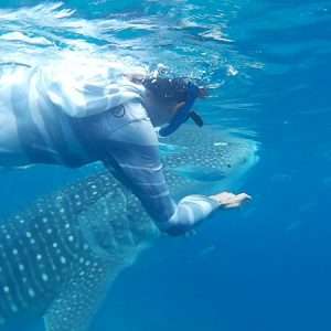 whale shark watching and kawasan falls cebu tours