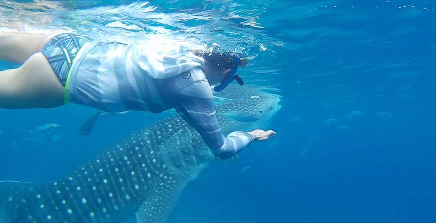 whale shark watching and kawasan falls cebu tours