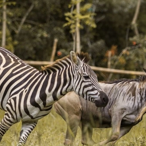 african savana