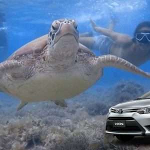 Maya Port to Moalboal Car Transfer