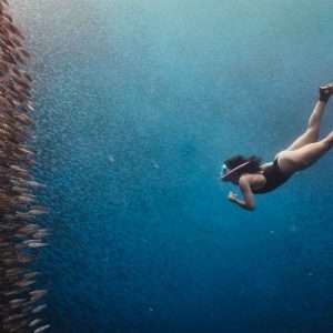 Snorkeling with Sardine Run and Turtle - Meetup / Walk-in