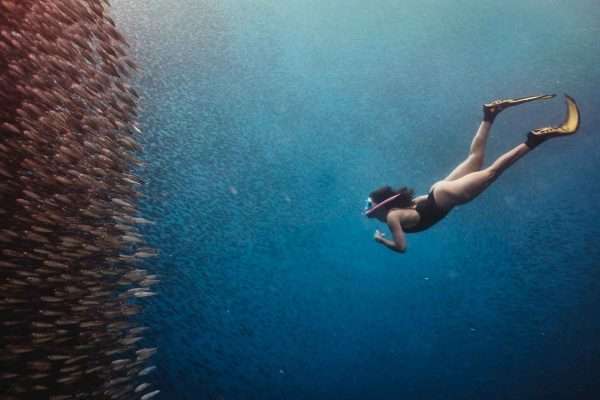 Snorkeling with Sardine Run pick up and drop off Moalboal