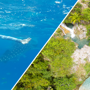whale shark + inambakan falls