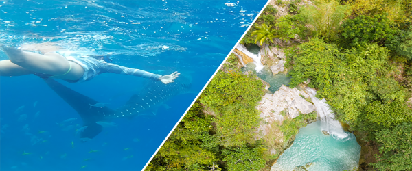 whale shark + inambakan falls