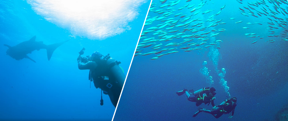 Suba with whale shark + sardine run