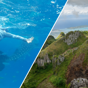 Whale shark + osmena peak