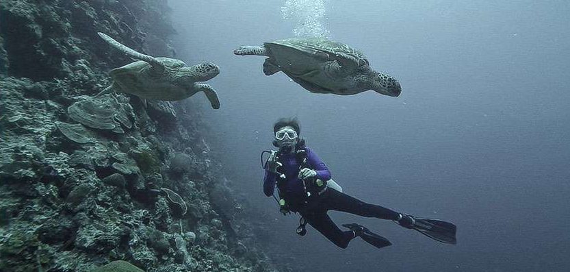scuba diving with sea turtles i moalboal