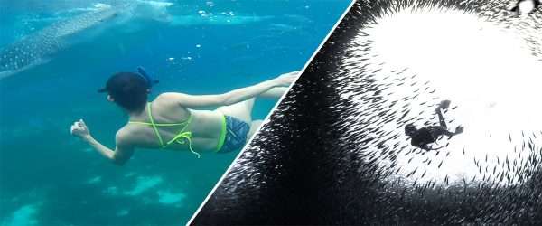 Snorkeling with Whale Sharks and Sardines Run pick up and drop off Liloan Port (port from Dumaguete)