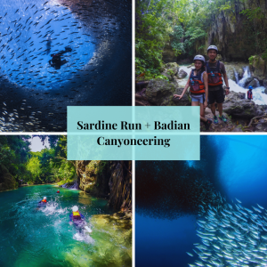 Sardine Run + Badian Canyoneering pick-up and drop off Moalboal