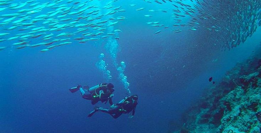 scuba-diving-with-sardine-run-and-turtle-in-moalboal