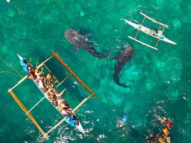 whale-shark-watching-from-the-boat-in-Oslob-cebu